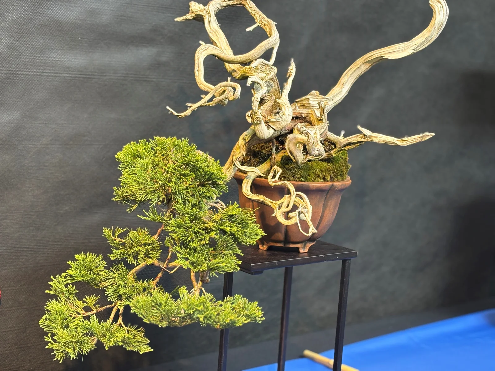 Výstava bonsajov — ilustračná fotka