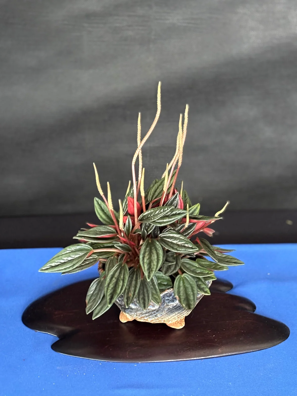 Výstava bonsajov — ilustračná fotka