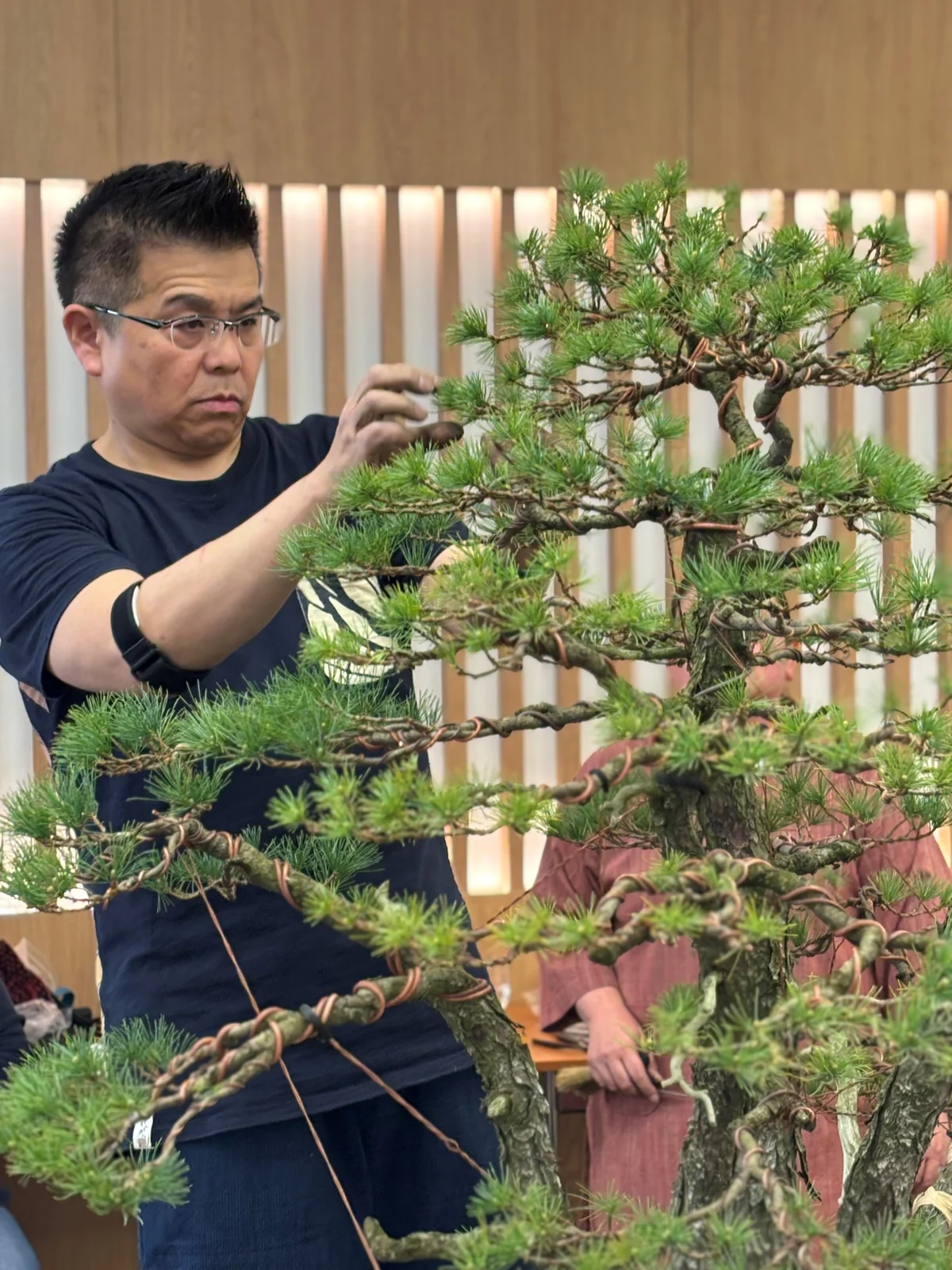 Výstava bonsajov — ilustračná fotka