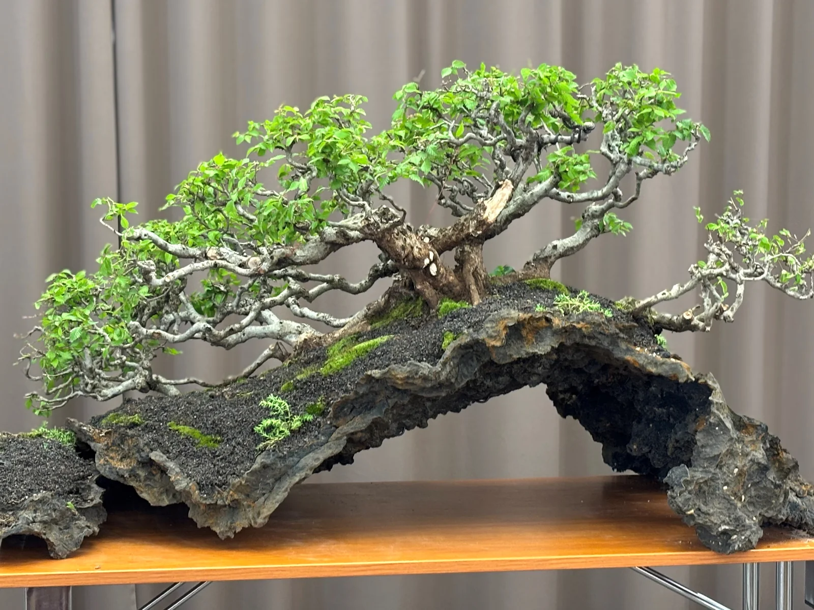 Výstava bonsajov — ilustračná fotka