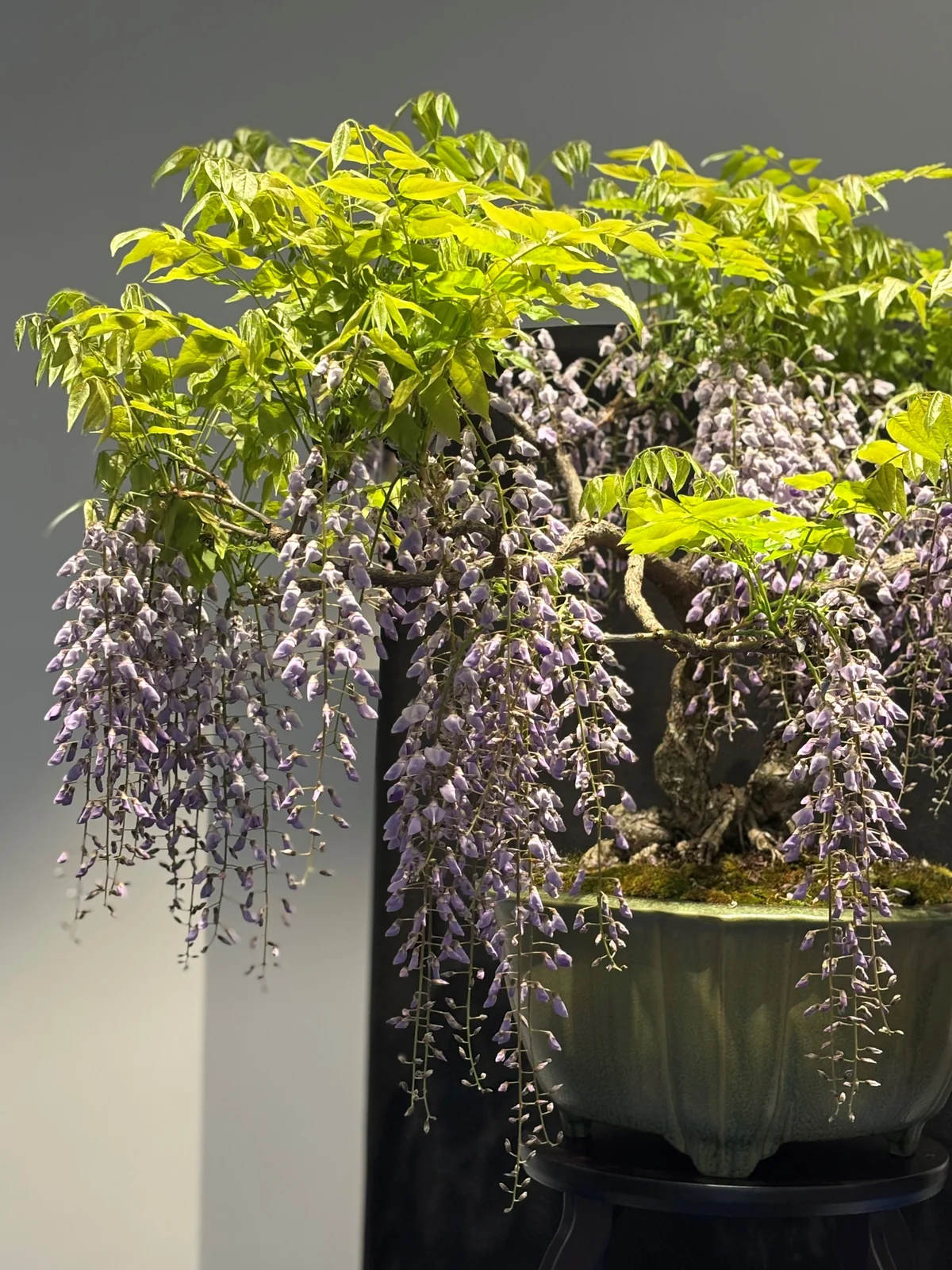 Výstava bonsajov — ilustračná fotka