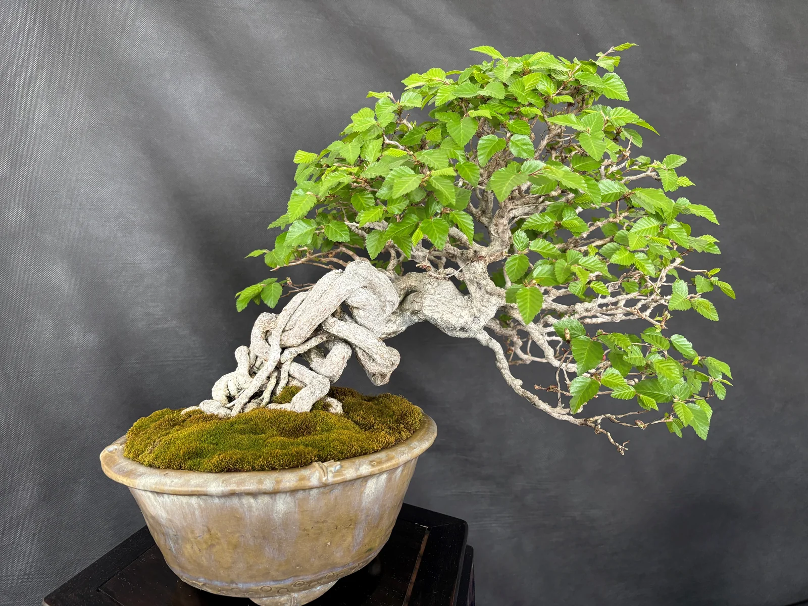 Výstava bonsajov — ilustračná fotka